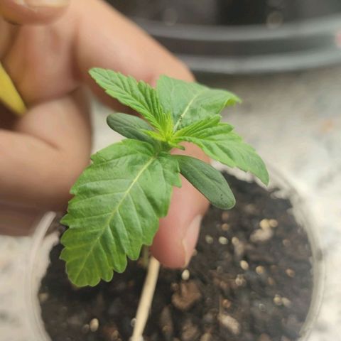 Gelato #33 growlog timeline photo