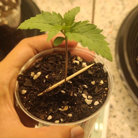 Capn-kush  growlog timeline photo