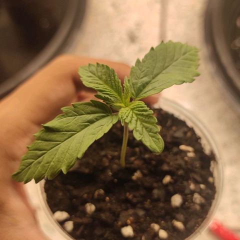 Apple candy growlog timeline photo