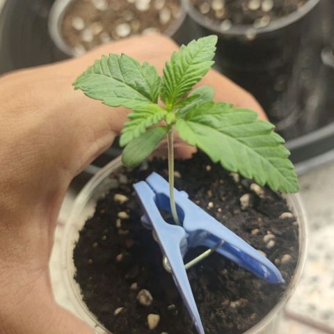 Frosty kong growlog timeline photo