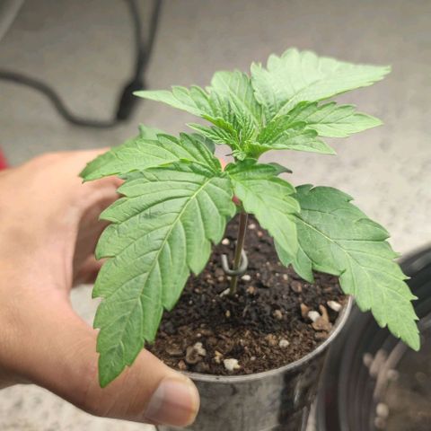 Capn-kush  growlog timeline photo