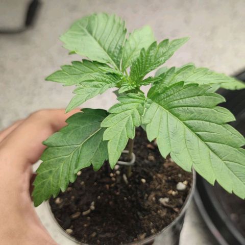 Capn-kush  growlog timeline photo
