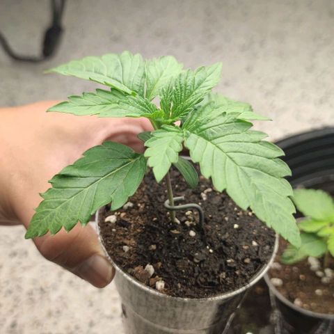 Capn-kush  growlog timeline photo