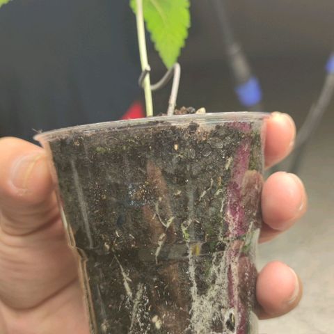 Frosty kong growlog timeline photo