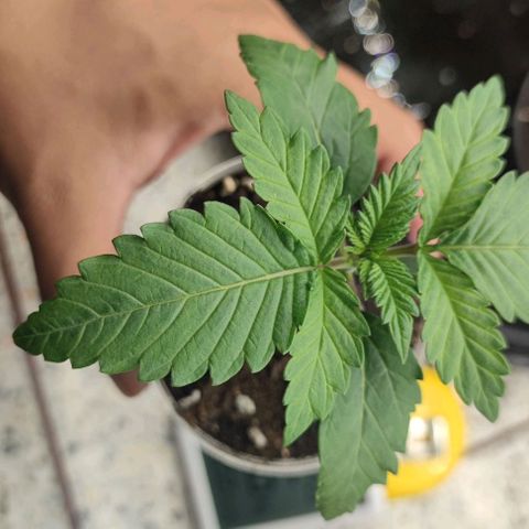 Frosty kong growlog timeline photo