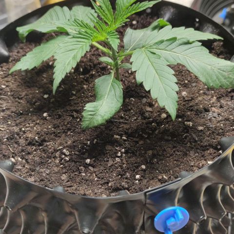 Gelato #33 growlog timeline photo