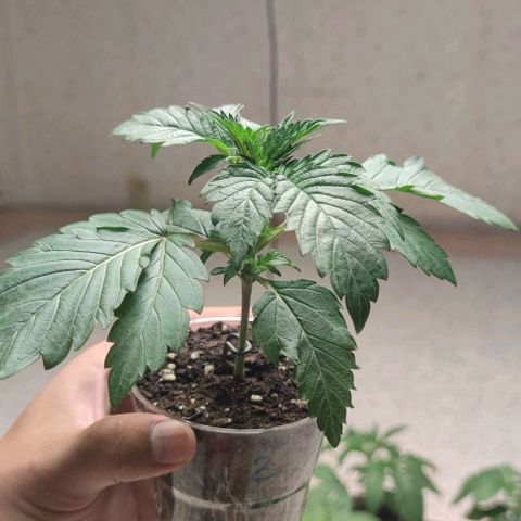 Capn-kush  growlog timeline photo