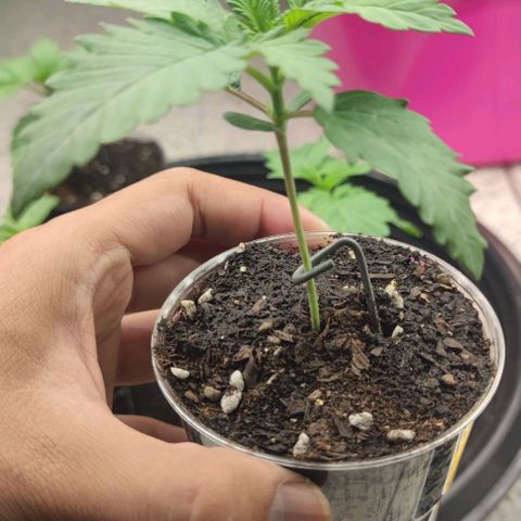 Frosty kong growlog timeline photo