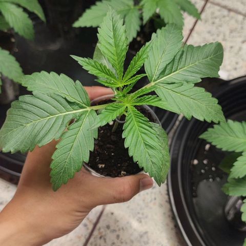 Gelato #33 growlog timeline photo