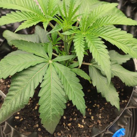 Gelato #33 growlog timeline photo