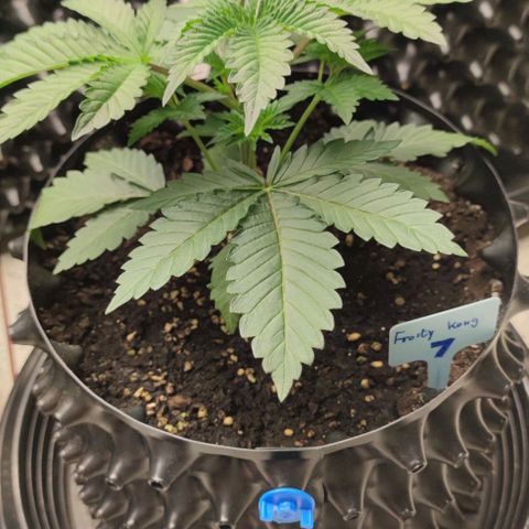 Frosty kong growlog timeline photo