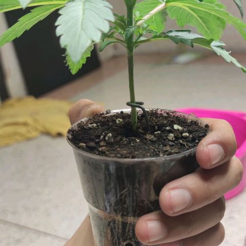 Capn-kush  growlog timeline photo