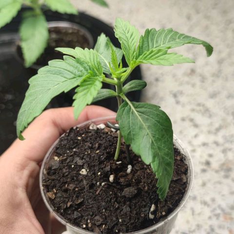 Gelato #33 growlog timeline photo
