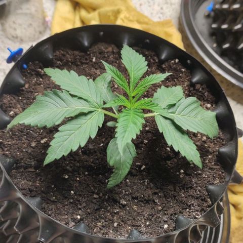 Gelato #33 growlog timeline photo