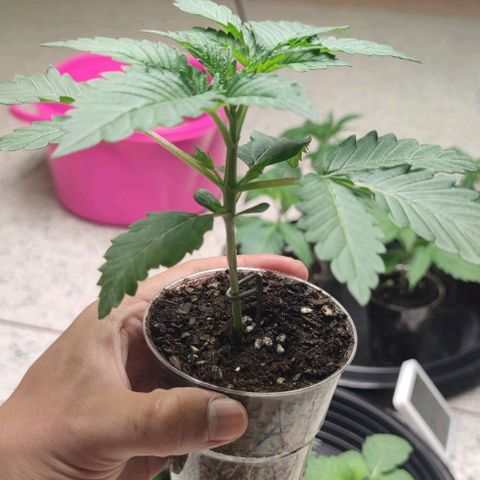 Frosty kong growlog timeline photo