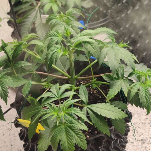 Capn-kush  growlog timeline photo