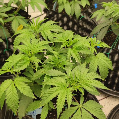 Birthday punch growlog timeline photo