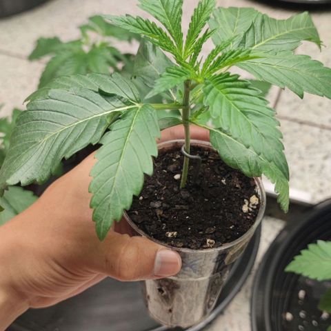 Gelato #33 growlog timeline photo
