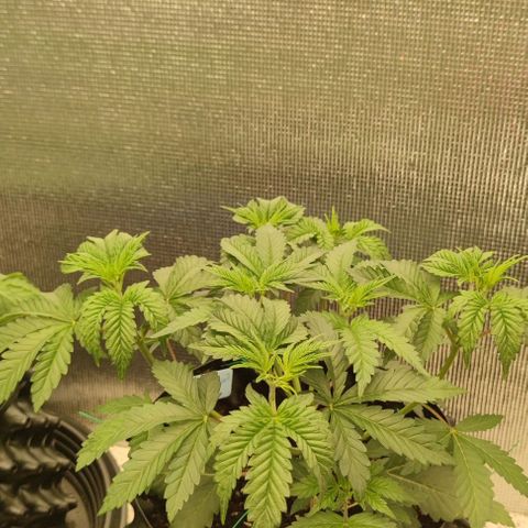 Frosty kong growlog timeline photo