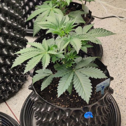 Frosty kong growlog timeline photo