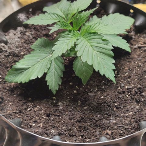 Birthday punch growlog timeline photo