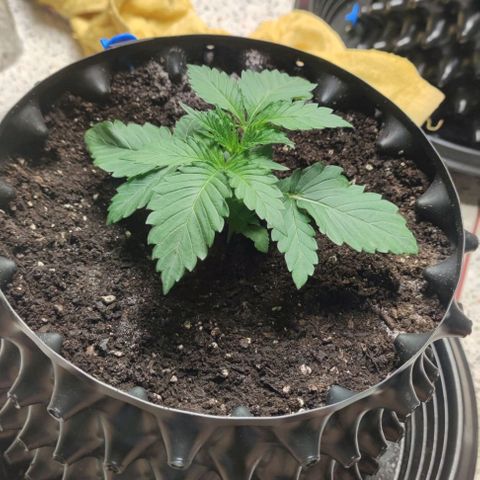 Birthday punch growlog timeline photo