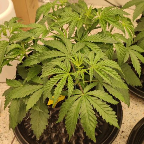 Apple candy growlog timeline photo