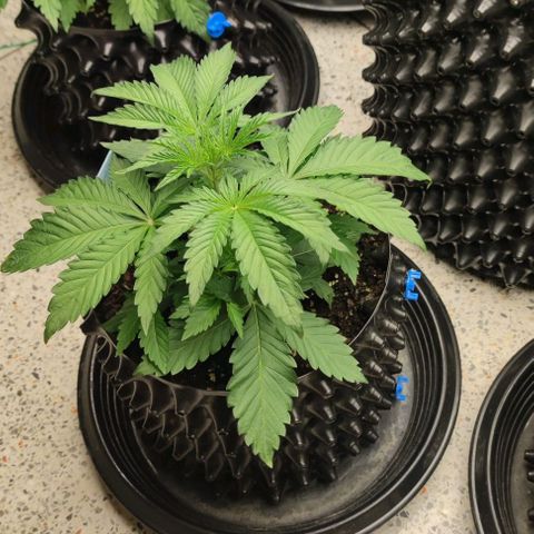 Birthday punch growlog timeline photo