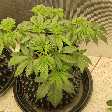 Frosty kong growlog timeline photo