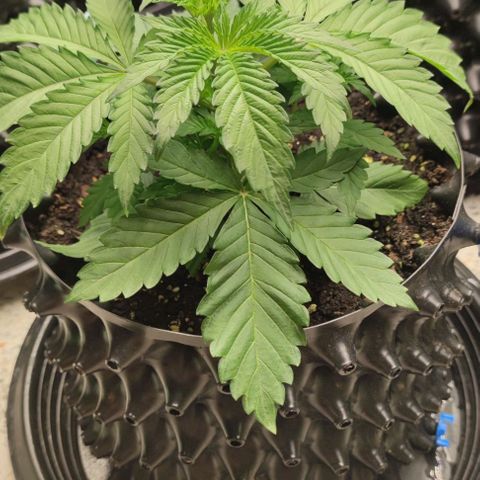 Birthday punch growlog timeline photo