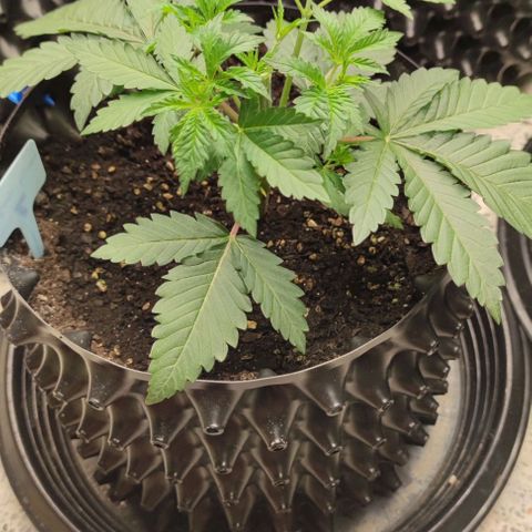 Frosty kong growlog timeline photo
