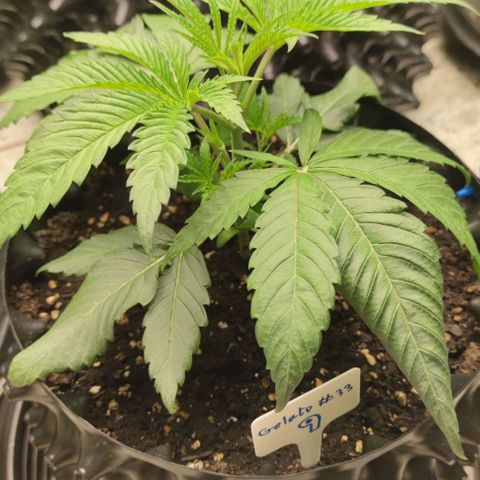 Gelato #33 growlog timeline photo