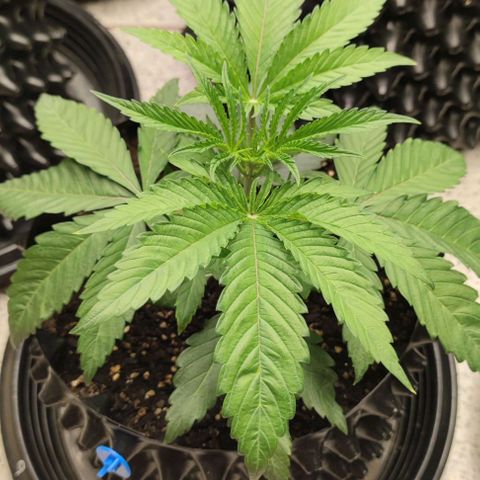 Gelato #33 growlog timeline photo