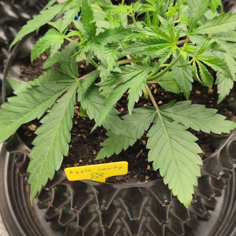 Apple candy growlog timeline photo