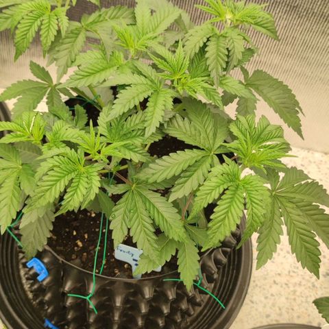 Frosty kong growlog timeline photo