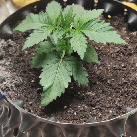 Birthday punch growlog timeline photo