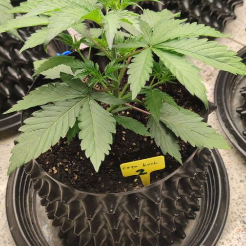 Capn-kush  growlog timeline photo