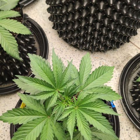 Capn-kush  growlog timeline photo