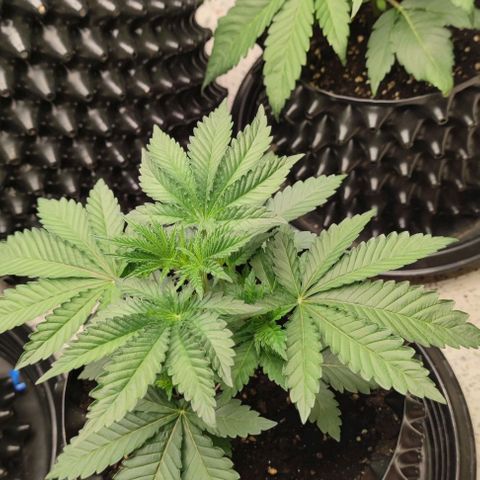 Frosty kong growlog timeline photo