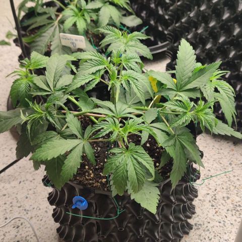Capn-kush  growlog timeline photo