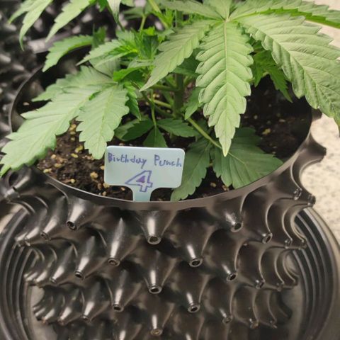 Birthday punch growlog timeline photo