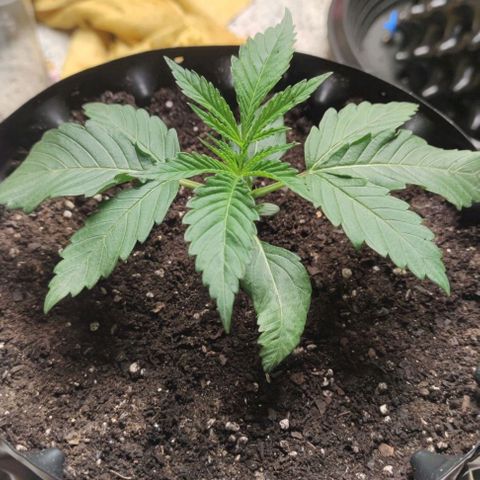 Gelato #33 growlog timeline photo