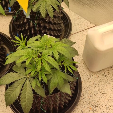 Gelato #33 growlog timeline photo