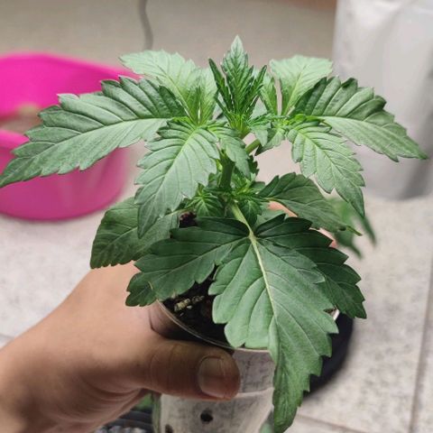 Birthday punch growlog timeline photo