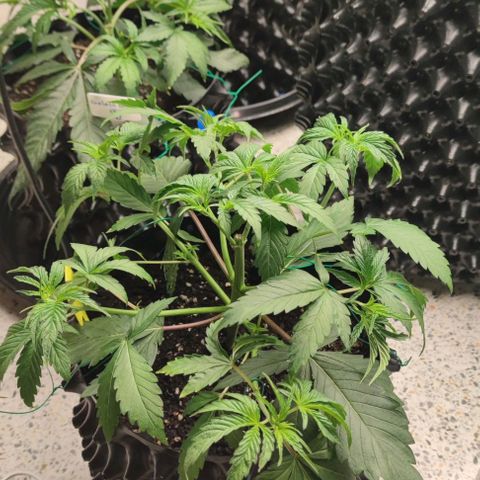 Capn-kush  growlog timeline photo