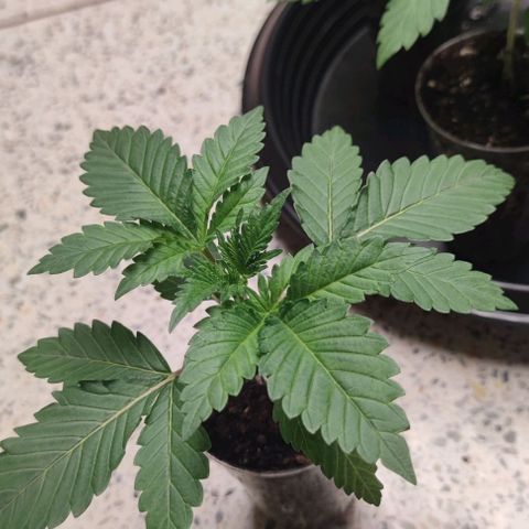 Frosty kong growlog timeline photo