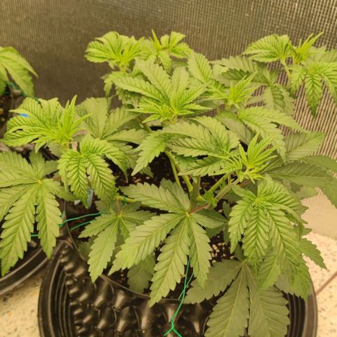 Frosty kong growlog timeline photo