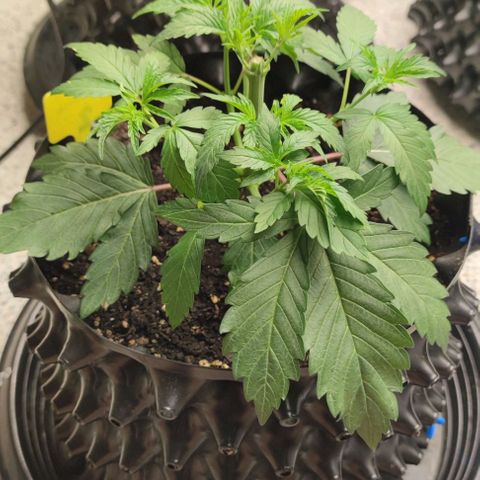 Capn-kush  growlog photo: Top