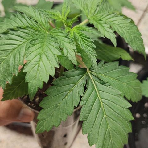 Apple candy growlog timeline photo