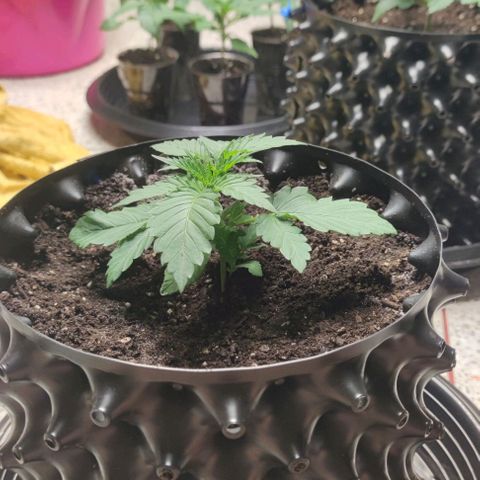 Birthday punch growlog timeline photo